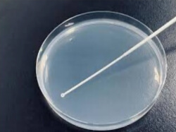 タンパク質発現画像1