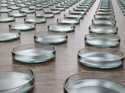 タンパク質発現画像2